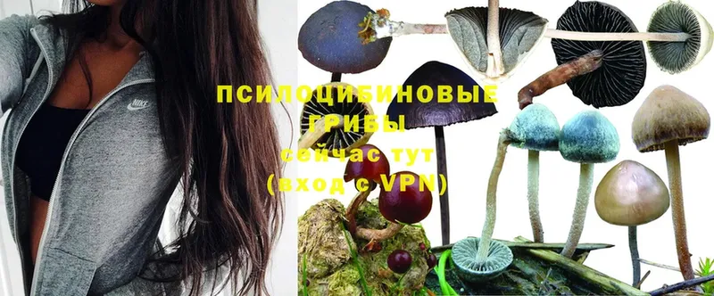 Галлюциногенные грибы Psilocybe  цены   мориарти телеграм  Ермолино 